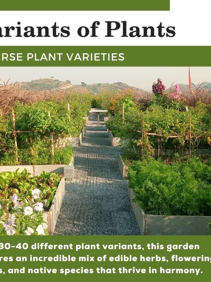 We planted over 30 different varieties of plants here, including edible herbs, seasonal vegetables, and native flowering species. This biodiversity not only supports a healthy ecosystem but also provides a wide range of ingredients for the hotel's chefs.