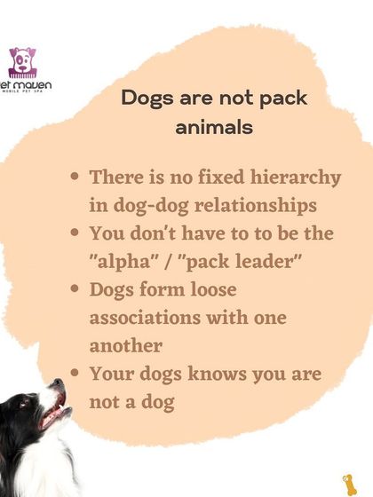 This post debunks the "alpha" or "pack leader" myth. We advocate for positive reinforcement training instead of outdated dominance theories to build a compassionate relationship with your dog.