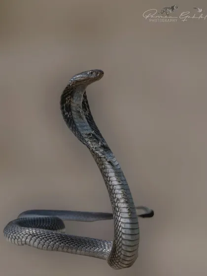 An Indian Spectacled Cobra rises in a defensive posture at Sultanpur National Park. This image showcases our expertise in safely approaching and photographing reptiles, emphasizing respect for the animal and its environment.