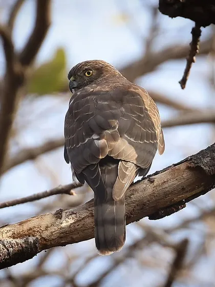 The Shikra, also known as the Little Banded Goshawk, is a small but effective bird of prey found across Asia and Africa. I photographed this one in India, capturing its sharp profile and alert posture as it watched from a tree branch.