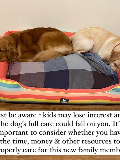 Nitika Ahlawat - Dog and Child Safety & Integration Is Your Family Ready for a Dog? photo 13