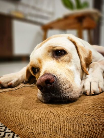 Canine Coach Disha - Dog Obedience & Behavior Training Client Success & Happy Dogs photo 21