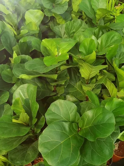 The Ficus lyrata, or Fiddle Fig, is a timeless favorite for indoor spaces. Its large, glossy leaves make it an excellent architectural plant for brightening up any home or office corner.