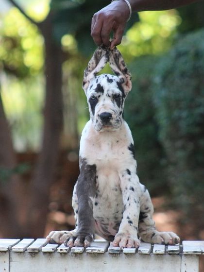 Showing off the beautiful, floppy ears of our Great Dane puppy.