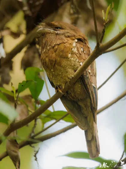 The Sri Lankan Frogmouth, which is also found in the Western Ghats. This nocturnal bird is a master of camouflage, perfectly mimicking a broken branch during the day.