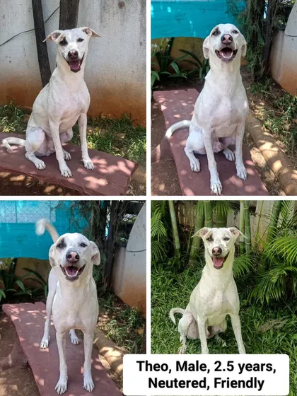 Meet Theo, one of our adorable Indies looking for his forever pack! His happy smile is a reminder of the amazing, loving dogs waiting for a second chance at our rehoming facility.