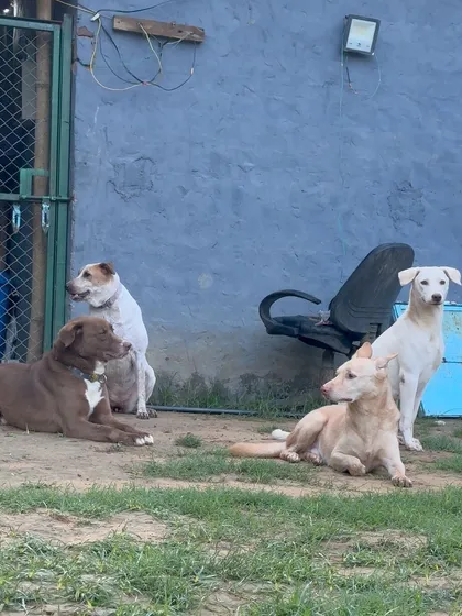 Another angle of our furry guests enjoying a quiet moment. The open environment allows them to choose between active play and peaceful rest.