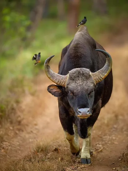 The sheer power of an Indian Gaur, or bison, is something to behold. This large bull walking directly towards me on a forest path in the BRT Tiger Reserve shows its impressive size and confidence. It's a fantastic portrait of one of Asia's largest bovine species.