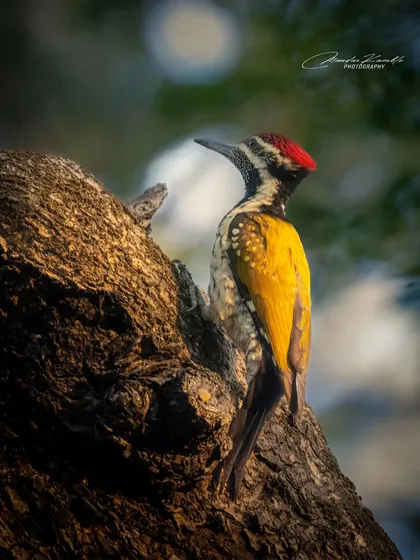 The Black-rumped Flameback woodpecker is aptly named. The golden-yellow flame on its back is incredibly striking, especially when caught in the warm light of the late afternoon.