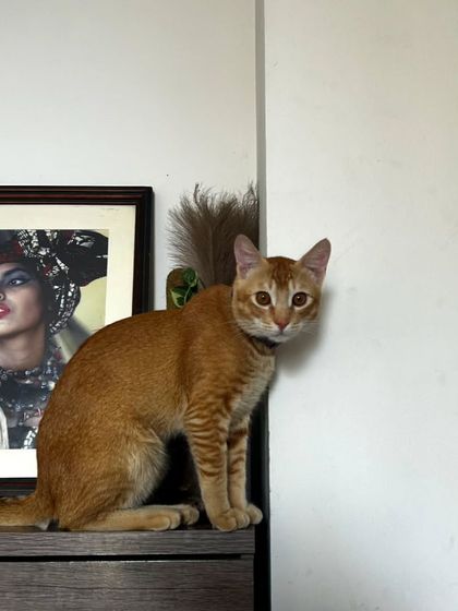 Here are more of the lovely cats I've had the pleasure of sitting. Each one has a unique personality, and I tailor my care to make them feel comfortable, from playful kittens to serene seniors.