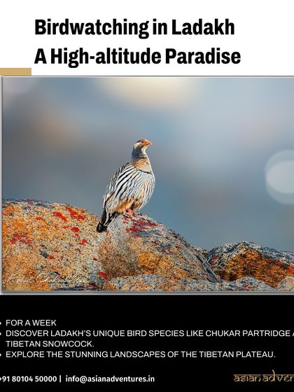 Himalayan Expeditions: Birds & Snow Leopards photo 11