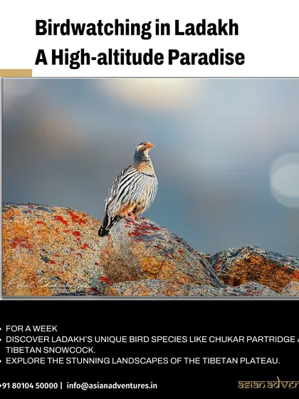 A Chukar Partridge stands on a colorful, lichen-covered rock in the high-altitude desert of Ladakh. This bird is a classic sighting on our birdwatching tours across the Tibetan Plateau.