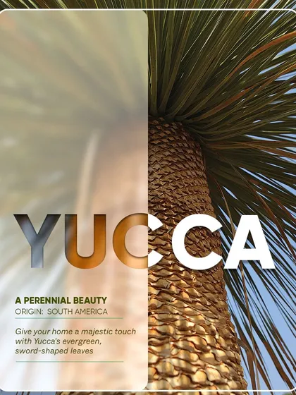 This perennial beauty, the Yucca, originates from South America. Its majestic form and evergreen, sword shaped leaves make it a perfect statement piece for a desert inspired oasis or a modern, architectural garden.