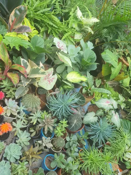 I source a wide variety of healthy plants for my projects. This includes everything from vibrant succulents and cacti to lush ferns and flowering plants, ensuring we find the right fit for your space and climate.