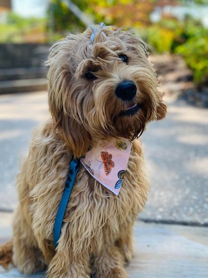 Tulsa Dog Trainer - Immersive Board & Train Programs Board & Train Graduates photo 143
