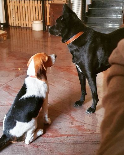 Dog Training & Behavior Modification