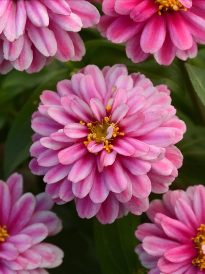 This bi-color pink Zinnia showcases the beautiful variety within this species. These daisy-like flowers are heat-tolerant and a reliable, low-maintenance choice for sunny landscapes.