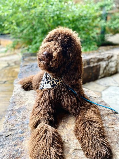 Tulsa Dog Trainer - Immersive Board & Train Programs Board & Train Graduates photo 136