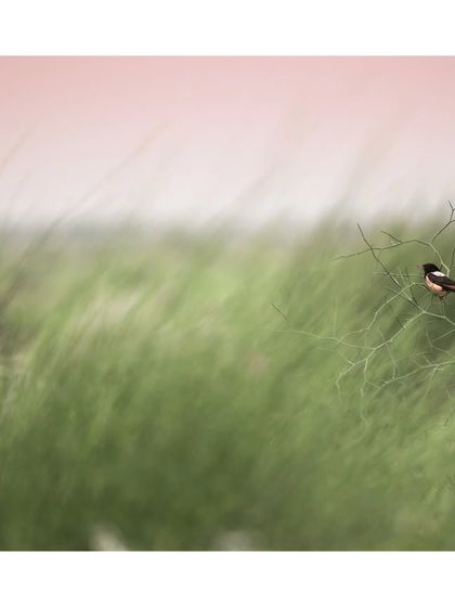 A small bird perches on a branch amidst a field of green grass, with a soft pink sky in the background. The motion blur in the grass gives a sense of a windy day in the desert.