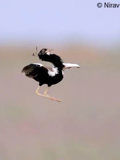 The Lesser Florican, a critically endangered bustard, in its spectacular jumping courtship display. We run specialized tours to the grasslands of Rajasthan during the monsoon, offering a rare chance to see this behavior.