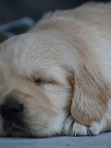 The soft features and plush coat of a well-bred Golden Retriever puppy.