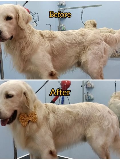 Mamppi Deb - Therapeutic Skin & Coat Treatments Client Stories & Transformations photo 9