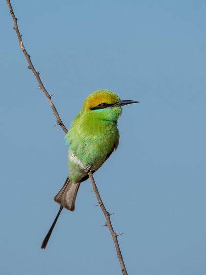 A Green Bee-eater perched on a thorny branch. The contrast between the bird's soft feathers and the sharp thorns makes for an interesting composition.