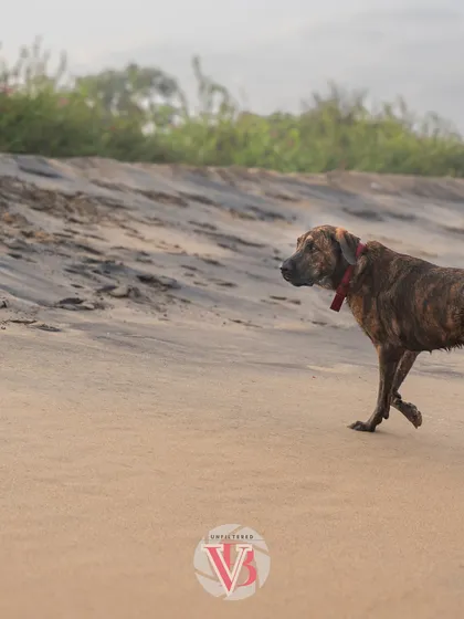 Kumbha the gentle giant on a serene beach walk. The soft light and sandy landscape create a beautiful, peaceful portrait.