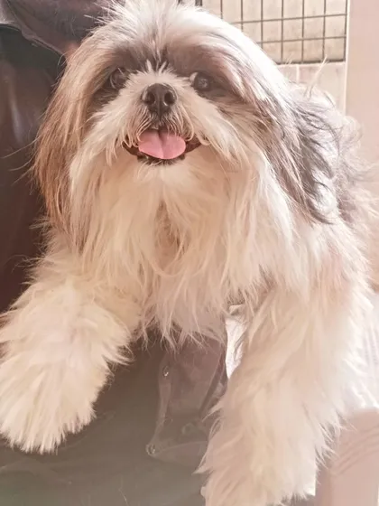 A happy Shih Tzu, ready for its makeover. Even before we start, I make sure the pet feels safe and comfortable with me.