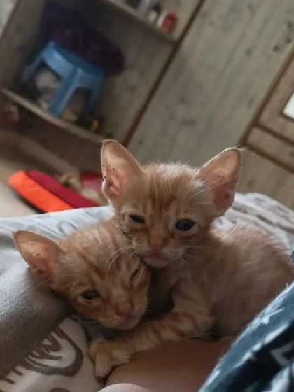 Two sleepy brothers. Adopting a pair of kittens ensures they have a constant companion, which is great for their social development.