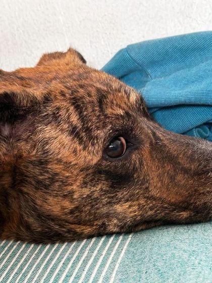 These additional photos showcase the variety of wonderful dogs I have the pleasure of caring for, each with their own unique charm and personality. From playful moments to quiet cuddles, every interaction is special.