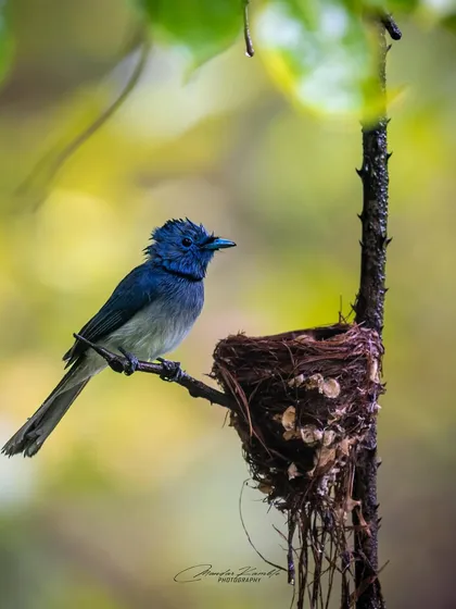 Keeping a watchful eye. A Black-naped Monarch perches near its nest, guarding its precious contents. This shot captures the protective instinct of a parent.