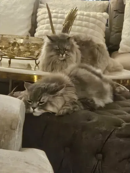 We offer a calm and luxurious space for our feline guests. These two beautiful Persian cats are seen here relaxing in a comfortable, home-like environment, separate from the dogs. Our cat boarding service in Noida ensures your cat feels safe, secure, and pampered.