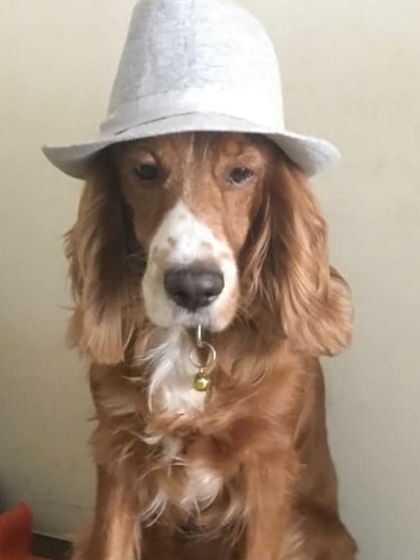 Petspace - Dog Boarding Our Pack Through the Years photo 44