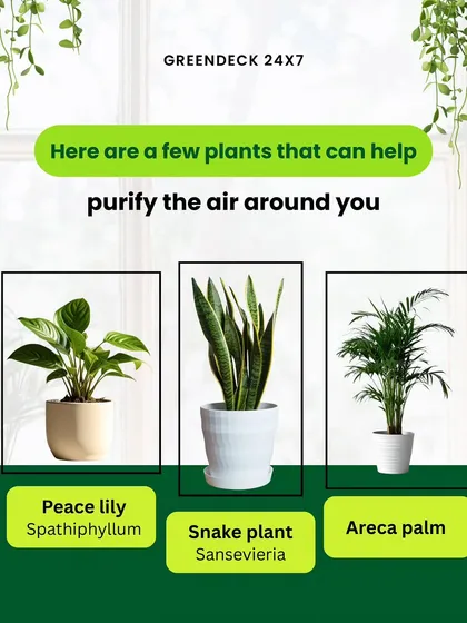 Here are a few plants that can help purify the air around you. Peace Lily, Snake Plant, and Areca Palm are all excellent choices for improving indoor air quality and are easy to care for.