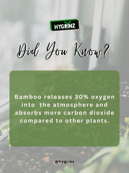 Hygrinz - Garden Design & Landscaping Your Guide to a Green Thumb photo 16