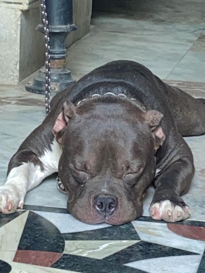 Total relaxation. Sultan completely sprawled out and sleeping soundly on the cool marble floor.
