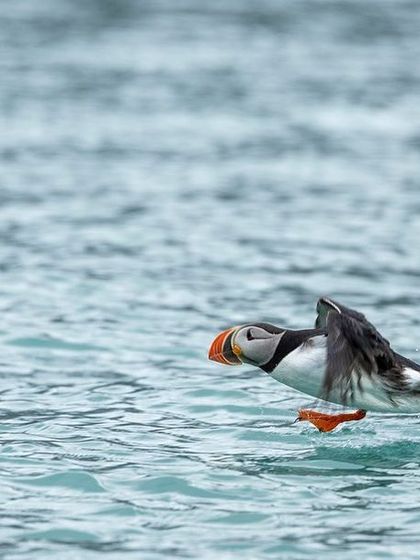 A Puffin in action, taking off from the water's surface with powerful wing beats.
