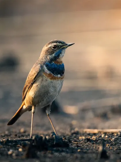 A Bluethroat strikes a pose on the ground, its slender legs and alert posture on full display in the warm morning light.