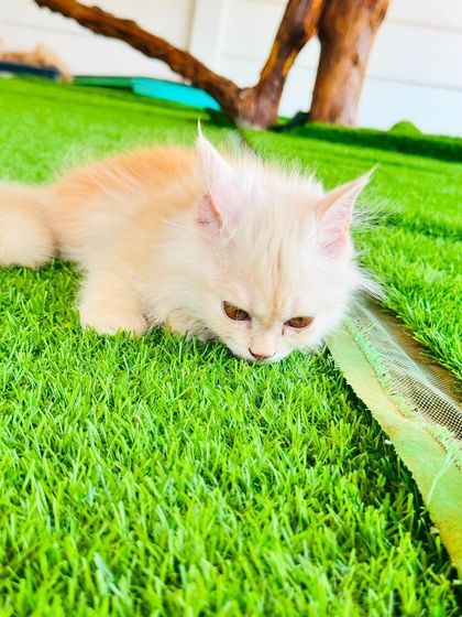 Fluffy Paws Pet Resort - Pet Boarding & Daycare The Cattery: A Dog-Free Sanctuary photo 14