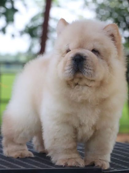 The perfect example of a quality Chow Chow. This puppy has a dense coat, strong legs, and the characteristic scowling expression.