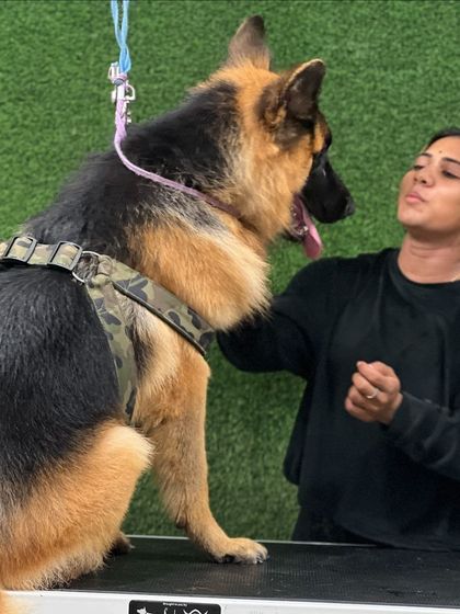 Pets Forever - De-shedding Treatment German Shepherd Transformations photo 4