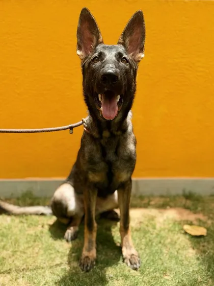 Bella showing off her beautiful sit. We are working on channeling her high energy into focus and obedience.