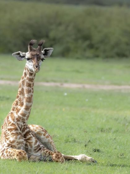 The dream land. A young giraffe at rest is a picture of pure innocence and vulnerability. This is a sweet, gentle moment from the heart of the Mara.