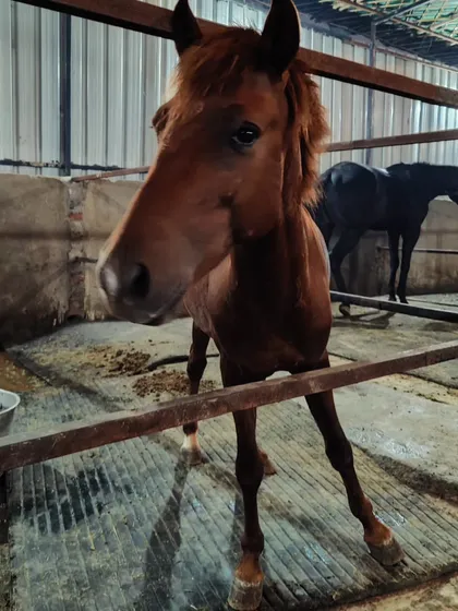 A curious young horse peeks over its stall door. The stables offer opportunities for charming and character-filled animal portraits.