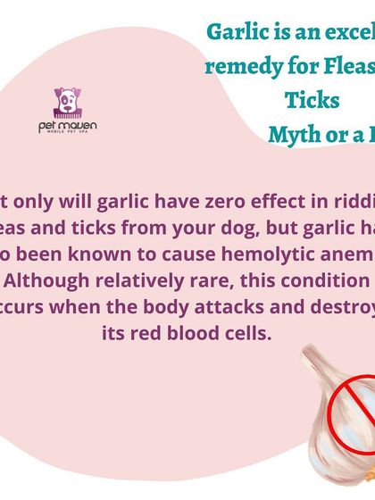 Myth vs. Fact: Is garlic a good remedy for fleas and ticks? This is a dangerous myth. Not only is garlic ineffective for pests, but it can also cause a serious health condition called hemolytic anemia in dogs.