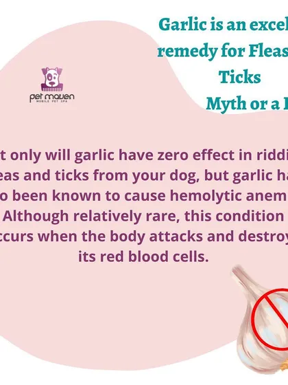 Myth vs. Fact: Is garlic a good remedy for fleas and ticks? This is a dangerous myth. Not only is garlic ineffective for pests, but it can also cause a serious health condition called hemolytic anemia in dogs.
