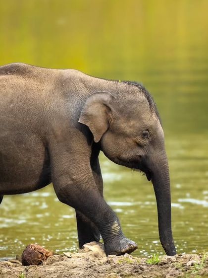 A dose of cuteness from the Kabini backwaters. This series captures the tender moments between an elephant mother and her calf as they enjoy a summer day by the water in Nagarahole Tiger Reserve.