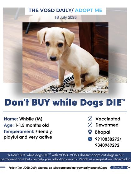 Whistle is a friendly and playful 1.5-month-old puppy in Bhopal. He is vaccinated, dewormed, and full of life. Help us find this sweet boy the loving family he is waiting for.