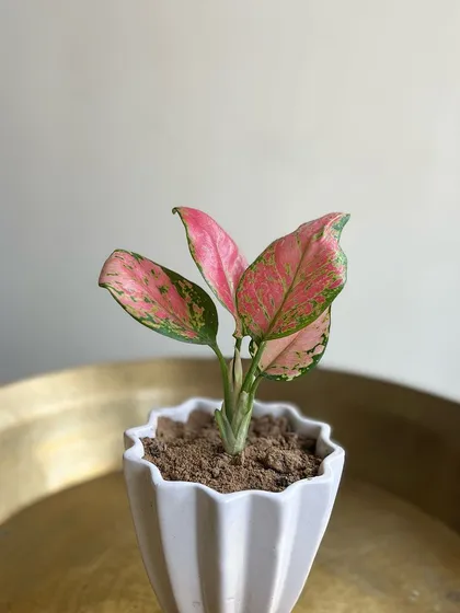 This Pink Aglaonema, or Chinese Evergreen, is a perfect example of a simple yet sophisticated gift. Its striking pink-splashed leaves are beautiful, and it comes in a clean, ribbed white pot that fits seamlessly into modern decor.